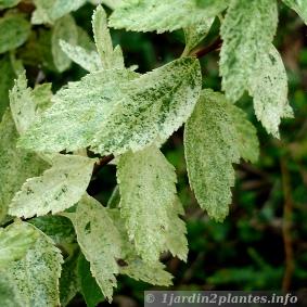 détail des feuilles du lonicera nitida baggessen's gold