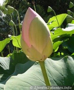 Jardin des graines RARE plantes rares schnellwüchsig Lotus Fleur