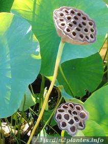 Jardin des graines RARE plantes rares schnellwüchsig Lotus Fleur