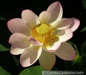 la fleur de lotus est un symbole connu dans le monde entier.