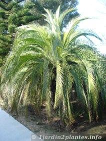 Le macrozamia a l'allure d'un palmier