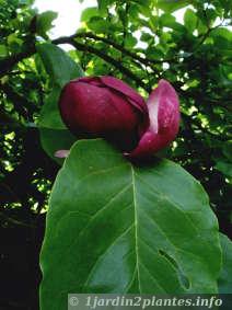 variété horticole de magnolia soulangiana en Octobre