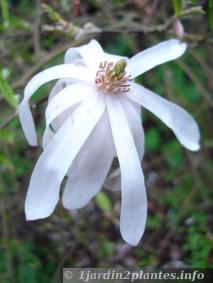 floraison en début de printemps d'un magnolia stellata.
