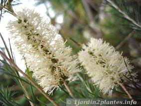 variété: melaleuca armillaris en pleine floraison estivale