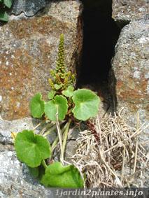 Dans un rocher en Bretagne, le nombril de Vénus est commun