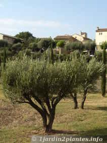 Taille de l'olivier en cépée