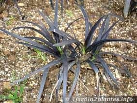 ophiopogon noir