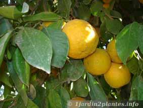 oranger ornemental au Maroc