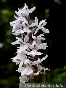 orchidee-sauvage-france-5