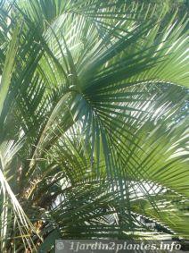 feuilles de palmier argentin: butia yatay