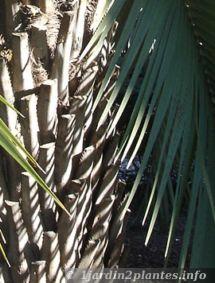 tronc du palmier argentin: butia yatay