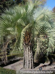 palmier argentin: butia yatay