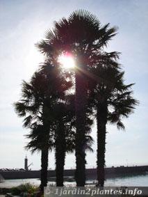 palmier de Chine en bord de mer en Bretagne