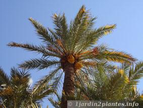palmier dattier au Maroc