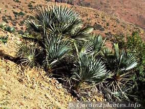 palmier nain de couleur bleu au Maroc dans la montagne de l'Atlas (variété humilis cerifera)