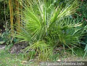 palmier nain au Nord de la Loire