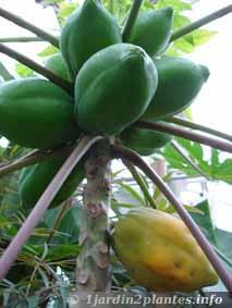 Rouge Géant-Papaye CARICA Papaya chambre Plante, 30 cm Long Doux fruits 