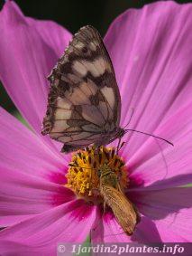 Papillons sylvaine et demi-deuil sur une fleur de cosmos