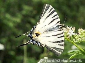 Famille des Papilionidae Papilioninae. Nom scientifique: Iphiclides podalirius. Présent dans presque toute la France excepté l'extrême Nord. Nourriture de la chenille: Pruneliers, arbres fruitiers