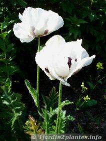 fleur de pavot blanc en Mai