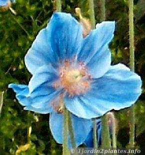 Fleur de pavot bleu