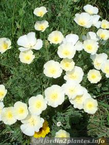 fleurs blanches à  coeur jaune de pavot de Californie en Mai