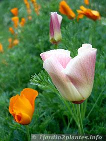 fleurs blanches à coeur jaune de pavot de Californie en Mai