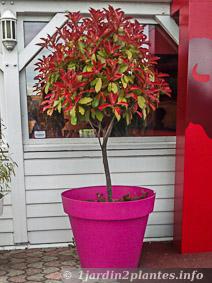 Le photinia est un arbuste pouvant être taillé en boule, sur tige et cultivé dans un grand pot