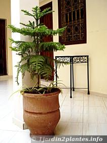 Un pin de Norfolk dans un pot sur une terrasse au Maroc