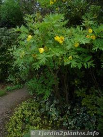 fleur jaune de pivoine arbustive en Mai