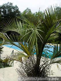 Un autre palmier: le butia capitata