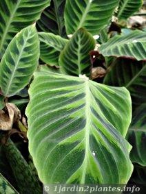 La maranta est une plante verte tropicale d'intérieur très prisée pour son feuillage décoratif