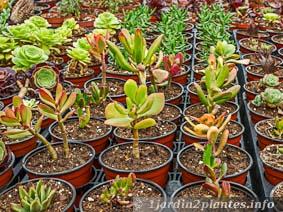 Boutures de plantes grasses variées en pot en pépinière sous serre