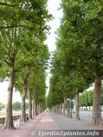 platane: arbre d'alignement urbain