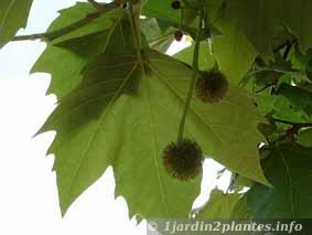 feuilles et fruits du platane