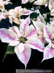 poinsettia horticole rose blanc