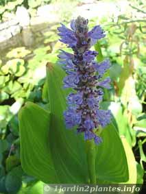 plante aquatique: le pontederia en fleur au mois d'Août