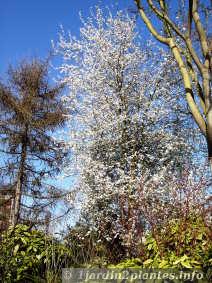 prunus blanc: prunus cerasifera