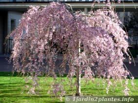 Magnifique variété pendula qui annonce le printemps
