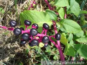 raisin d'Amérique au mois d'Août à l'état sauvage en lisière de forêt en Charente