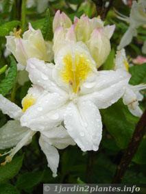 rhododendron blanc