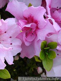 rhododendron rose foncé