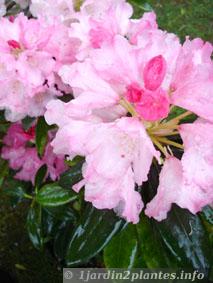 rhododendron rose pale