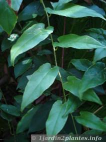 feuilles de rubus ornemental