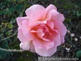 rosier-floribunda-meilland