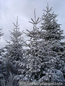 Sapin à Noël avec de la neige artificielle, on parle sapin floqué. C'est en réalité un épicéa! Le Picea abies.