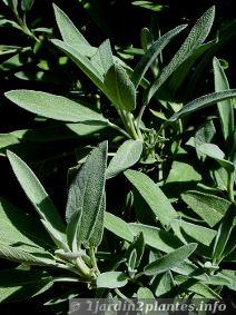 Sauge officinale type