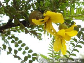 Cultivar protégé 'Sun King' d'un sophora microphylla