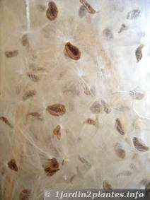 Les graines de stapélia sont pourvues de nombreuses soies qui s'envoleront à la moindre brise.