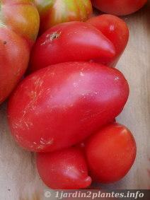 tomate biscornue